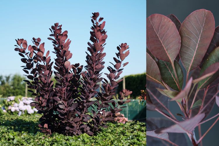 Cotinus Magical Purple Cotinus Magical Purple