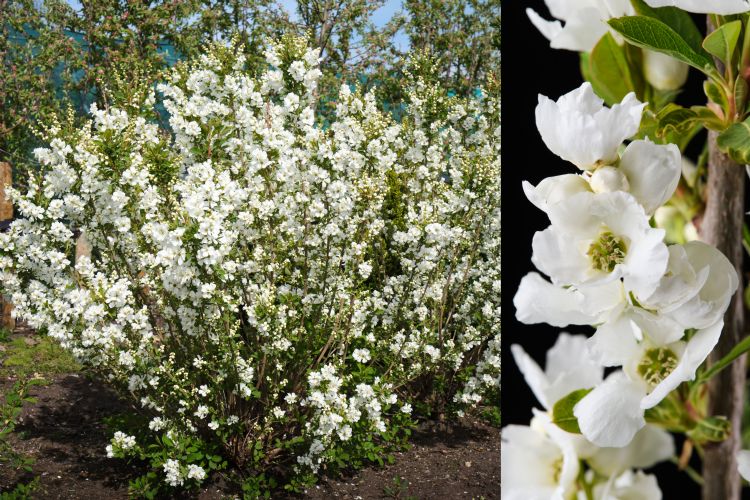 Exochorda Magical Spring Time Exochorda Magical Spring Time