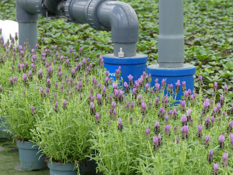 Het klimaat is in de winter minder vochtig Het klimaat is in de winter minder vochtig