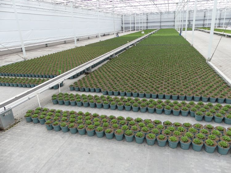 ErfGoed legde voor het eerst een brandvertragend worteldoek ErfGoed legde voor het eerst een brandvertragend worteldoek