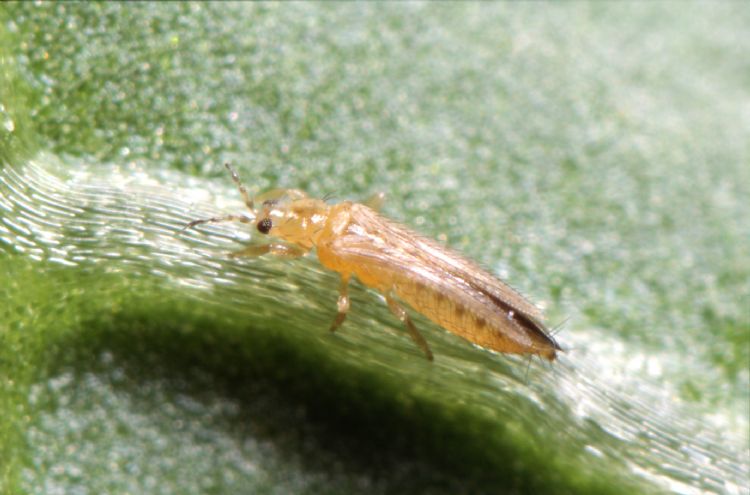 Californische trips Californische trips