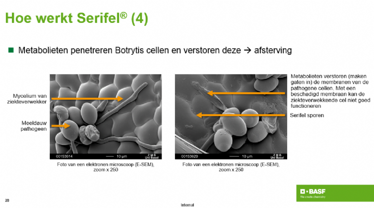 Hoe werkt Serifel Hoe werkt Serifel