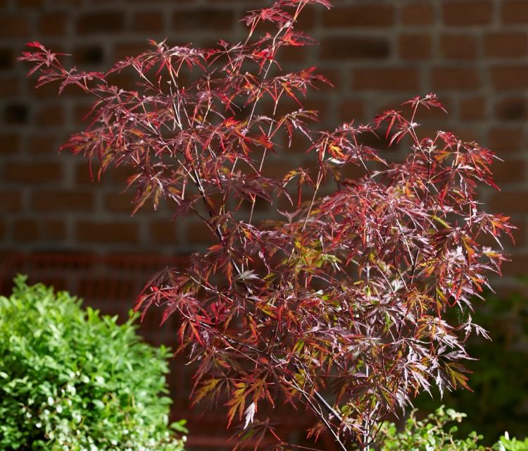Acer palmatum (Royal Garnet)