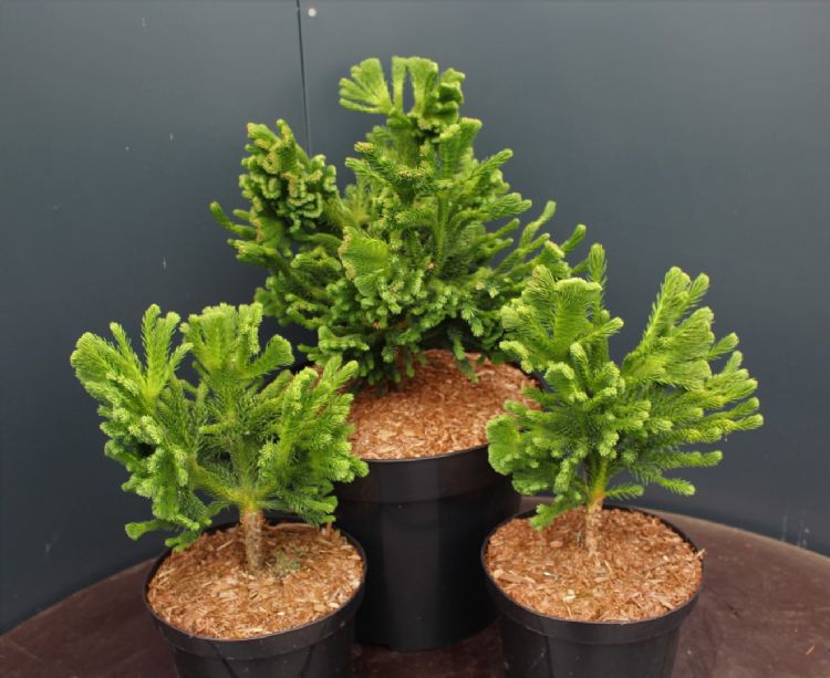 Cryptomeria japonica 'Tomahawk' Cryptomeria japonica 'Tomahawk'