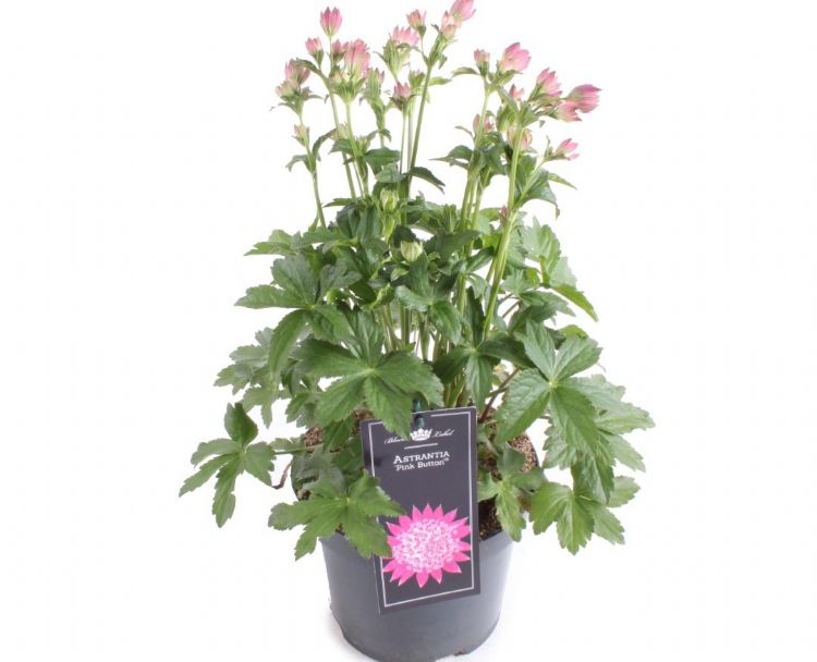 <i>Astrantia</i> (Pink Button) <i>Astrantia</i> (Pink Button)