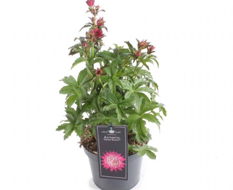 <i>Astrantia major</i> (Cerise Button) <i>Astrantia major</i> (Cerise Button)