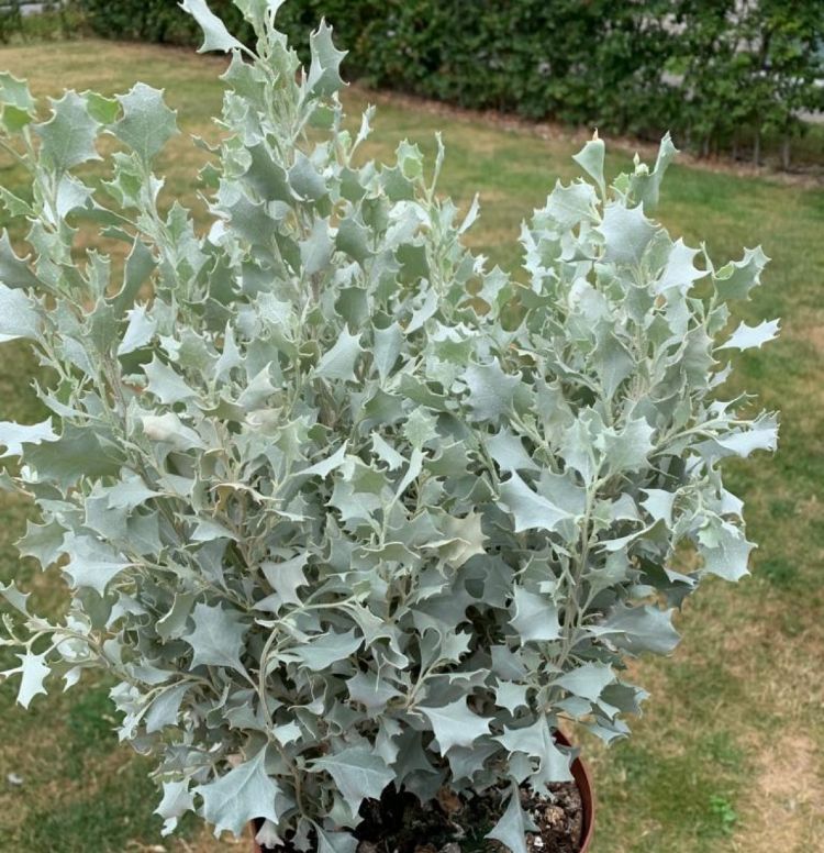 <i>Atriplex nummularia</i> 'Silver Holly' <i>Atriplex nummularia</i> 'Silver Holly'