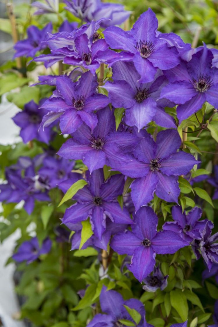 <i>Clematis</i> (Viva la Vida) <i>Clematis</i> (Viva la Vida)