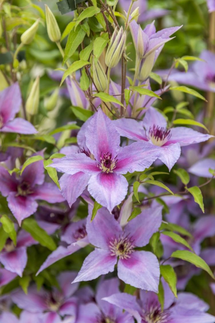 <i>Clematis</i> (Proud Mary)