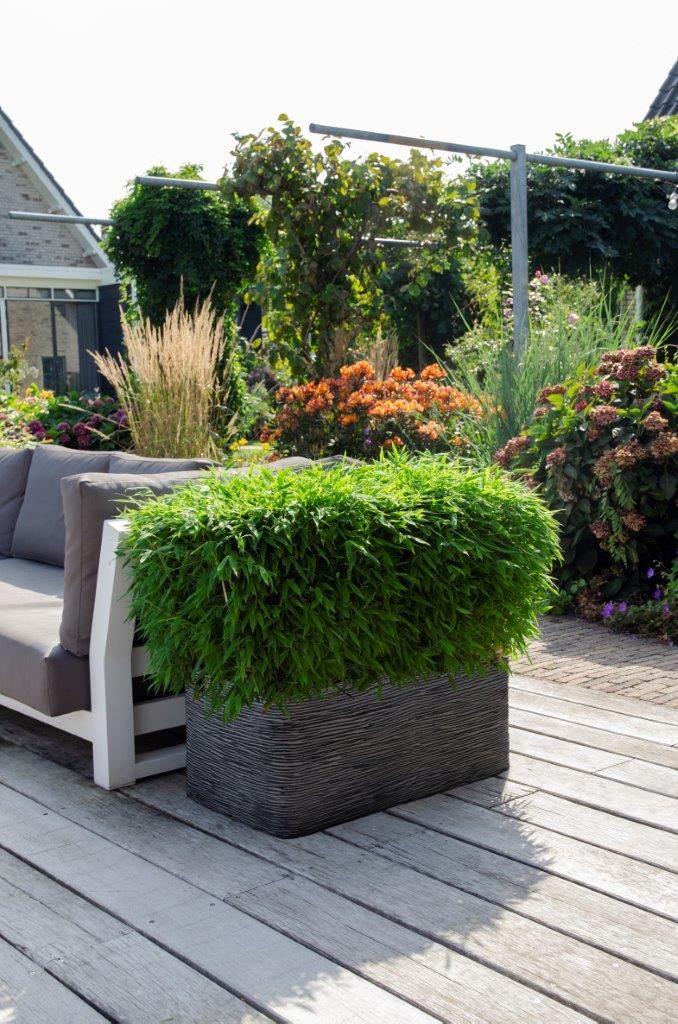 <i>Fargesia murieliae</i> (Elegrass Boobux Moontears) <i>Fargesia murieliae</i> (Elegrass Boobux Moontears)