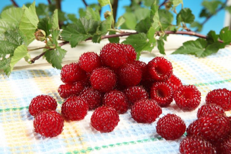 <i>Rubus idaeus</i> (Raspbeary) <i>Rubus idaeus</i> (Raspbeary)