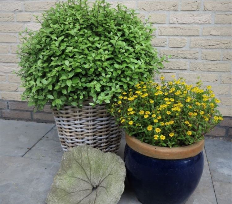 Colours in Shape Colours in Shape