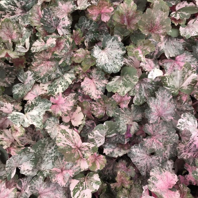 Concept Happy Youchera, <i>Heuchera</i> Pinky Panky Concept Happy Youchera, <i>Heuchera</i> Pinky Panky