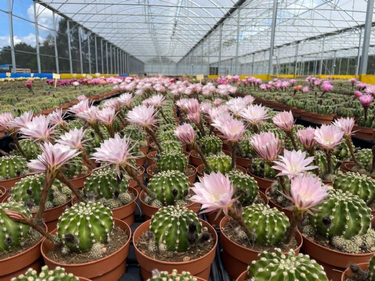 <i>Echinopsis</i> (RockYourGarden) <i>Echinopsis</i> (RockYourGarden)