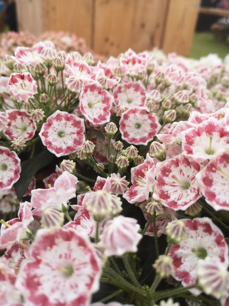 Hortinno <i>Kalmia latifolia</i> Hortinno <i>Kalmia latifolia</i>