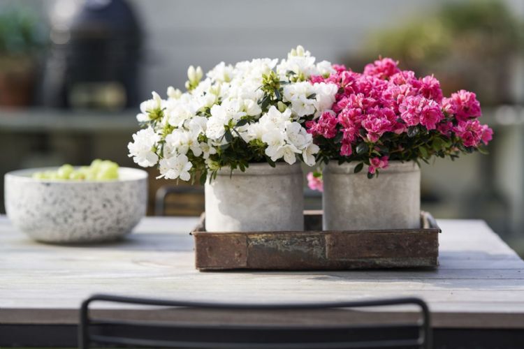 Hortinno Azajoy Hortinno Azajoy