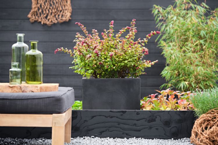 Magical Garden Plants Magical Garden Plants