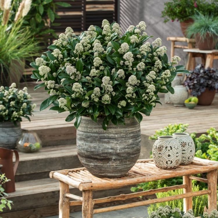 <i>Skimmia japonica</i> 'White Maria' <i>Skimmia japonica</i> 'White Maria'