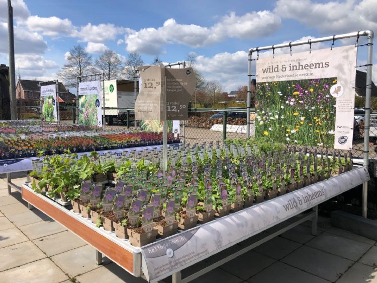 Vaste planten concept Wild & Inheems Vaste planten concept Wild & Inheems