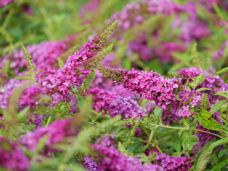 <i>Buddleja davidii</i> (Ruby Chip) <i>Buddleja davidii</i> (Ruby Chip)
