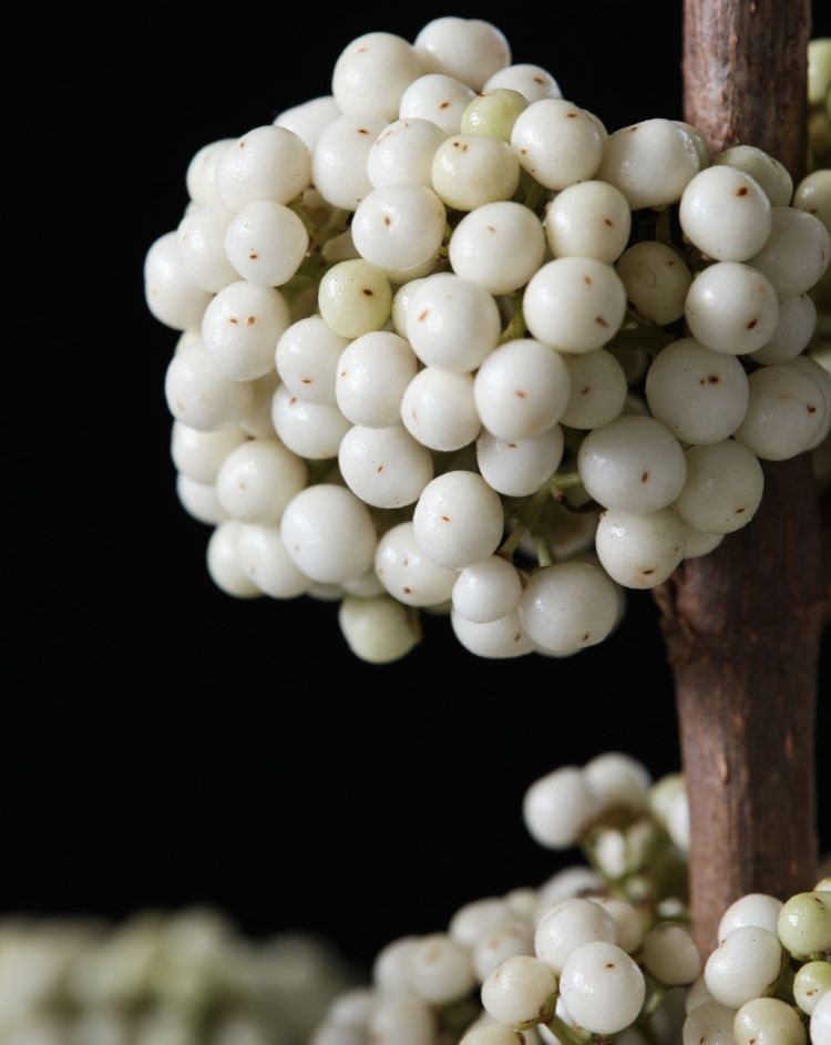 <i>Callicarpa bodinieri</i> (Magical Snowqueen) <i>Callicarpa bodinieri</i> (Magical Snowqueen)
