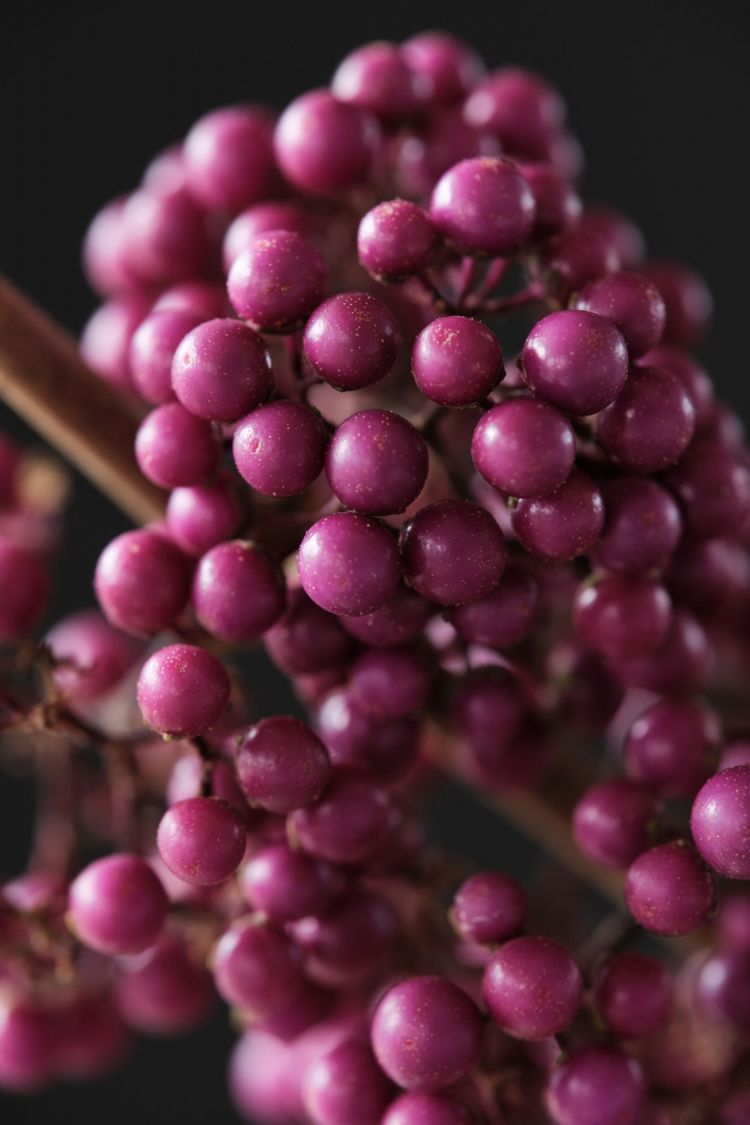 <i>Callicarpa bodinieri</i> (Magical Deep Purple) <i>Callicarpa bodinieri</i> (Magical Deep Purple)