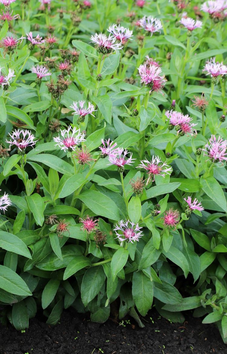 <i>Centaurea montana</i> (Tini's Pink) <i>Centaurea montana</i> (Tini's Pink)