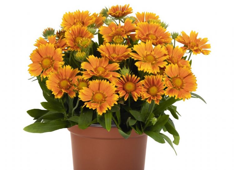 <i>Gaillardia aristata</i> (SpinTop Mango) <i>Gaillardia aristata</i> (SpinTop Mango)