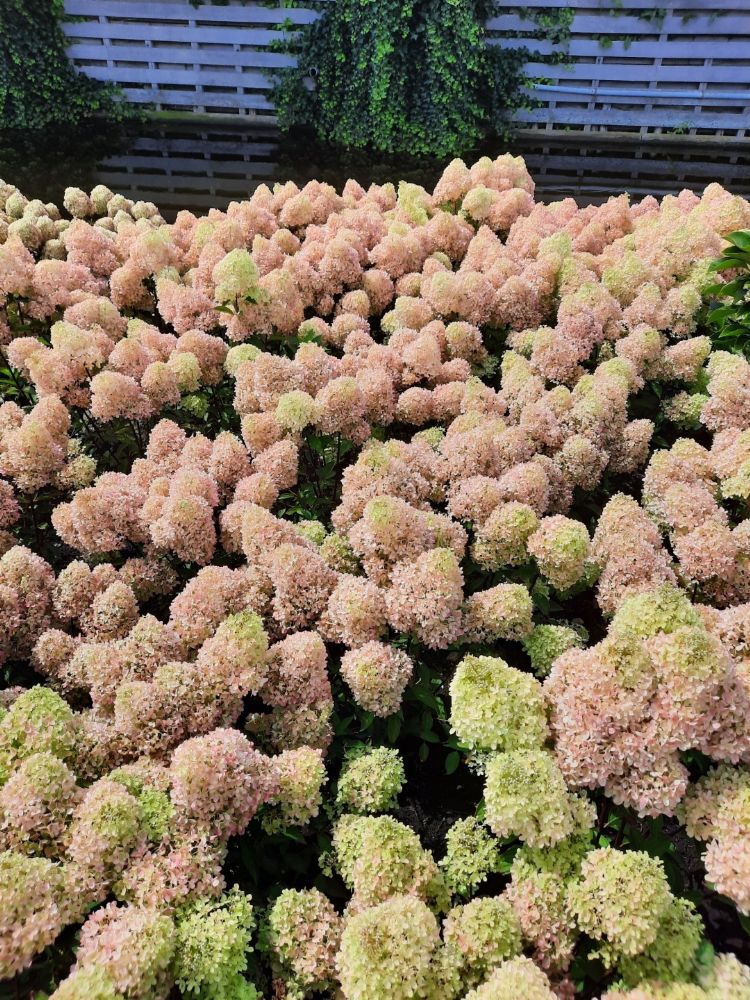 <i>Hydrangea paniculata</i> (Petite Flori) <i>Hydrangea paniculata</i> (Petite Flori)