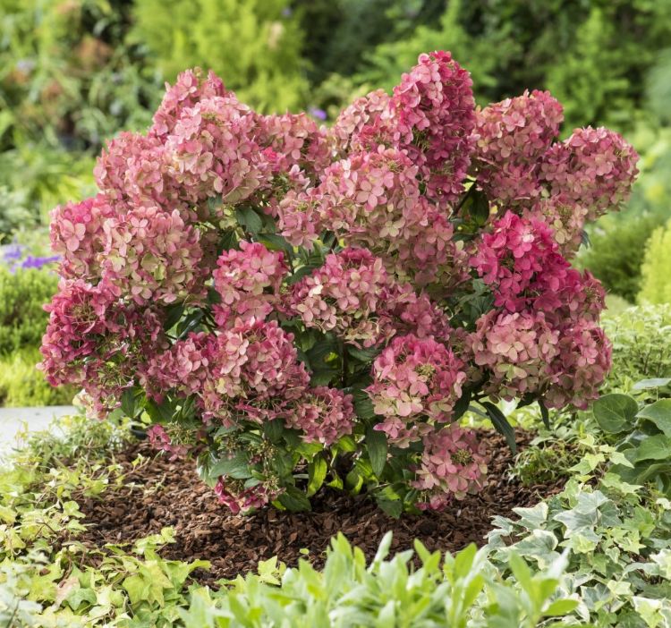 <i>Hydrangea paniculata</i> (Petite Star) <i>Hydrangea paniculata</i> (Petite Star)
