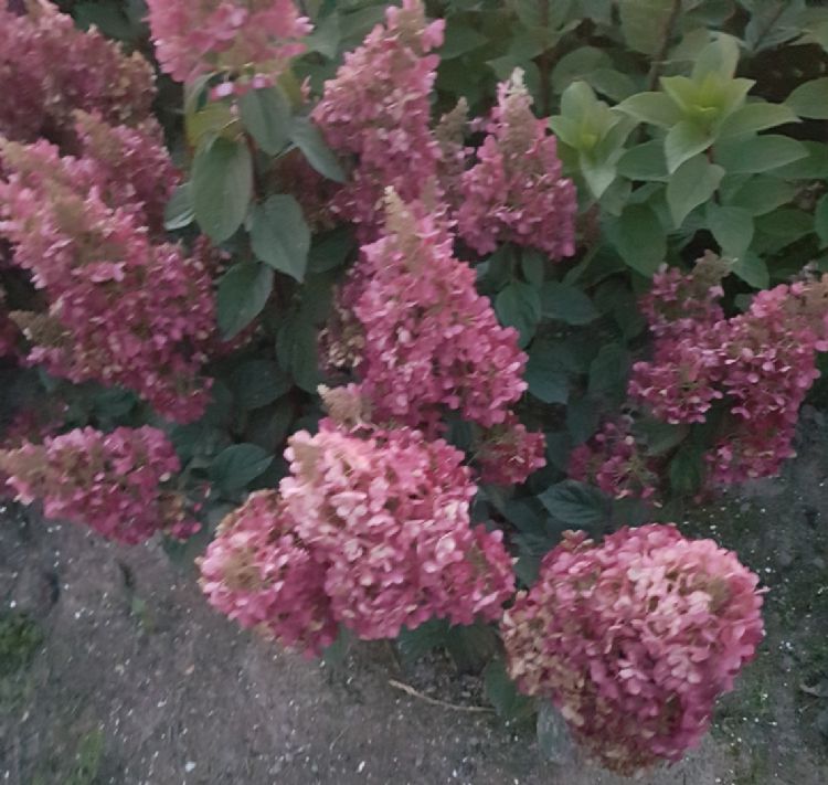 <i>Hydrangea paniculata</i> (Petite Lantern) <i>Hydrangea paniculata</i> (Petite Lantern)