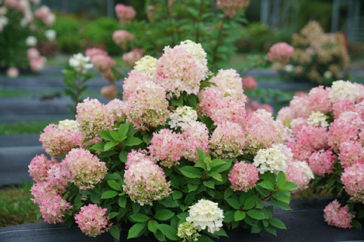<i>Hydrangea paniculata</i> (Fire Light Tiny Bit) <i>Hydrangea paniculata</i> (Fire Light Tiny Bit)