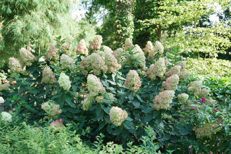 <i>Hydrangea paniculata</i> (Lime Light Prime) <i>Hydrangea paniculata</i> (Lime Light Prime)