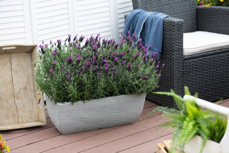 <i>Lavandula stoechas</i> (La Diva Big Night) <i>Lavandula stoechas</i> (La Diva Big Night)