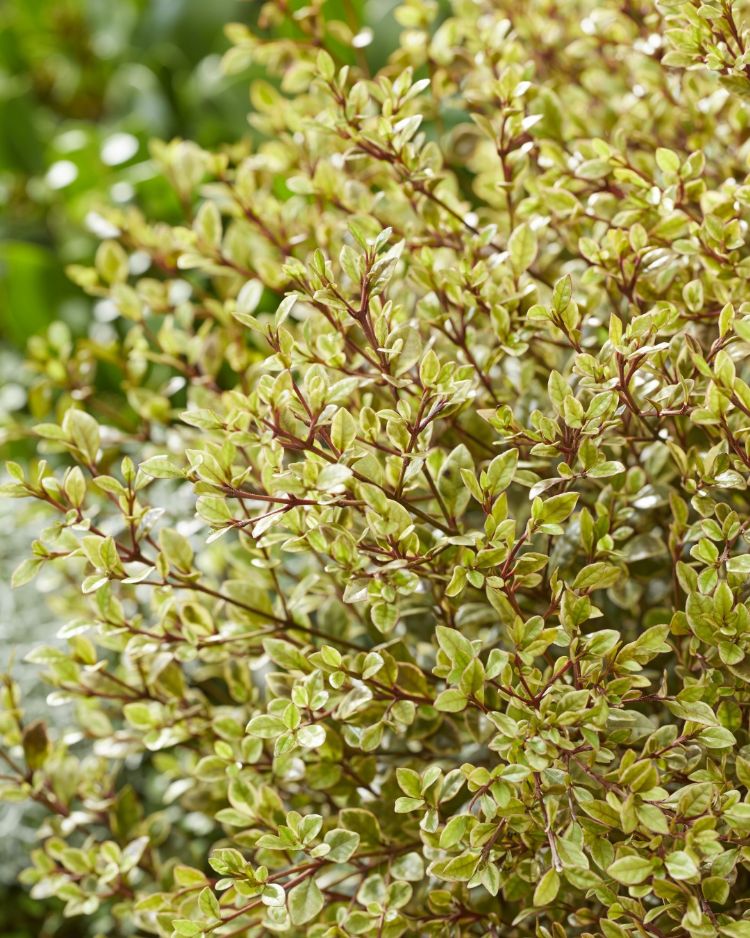 <i>Lophomyrtus ralphii</i> (Golden Dragon) <i>Lophomyrtus ralphii</i> (Golden Dragon)