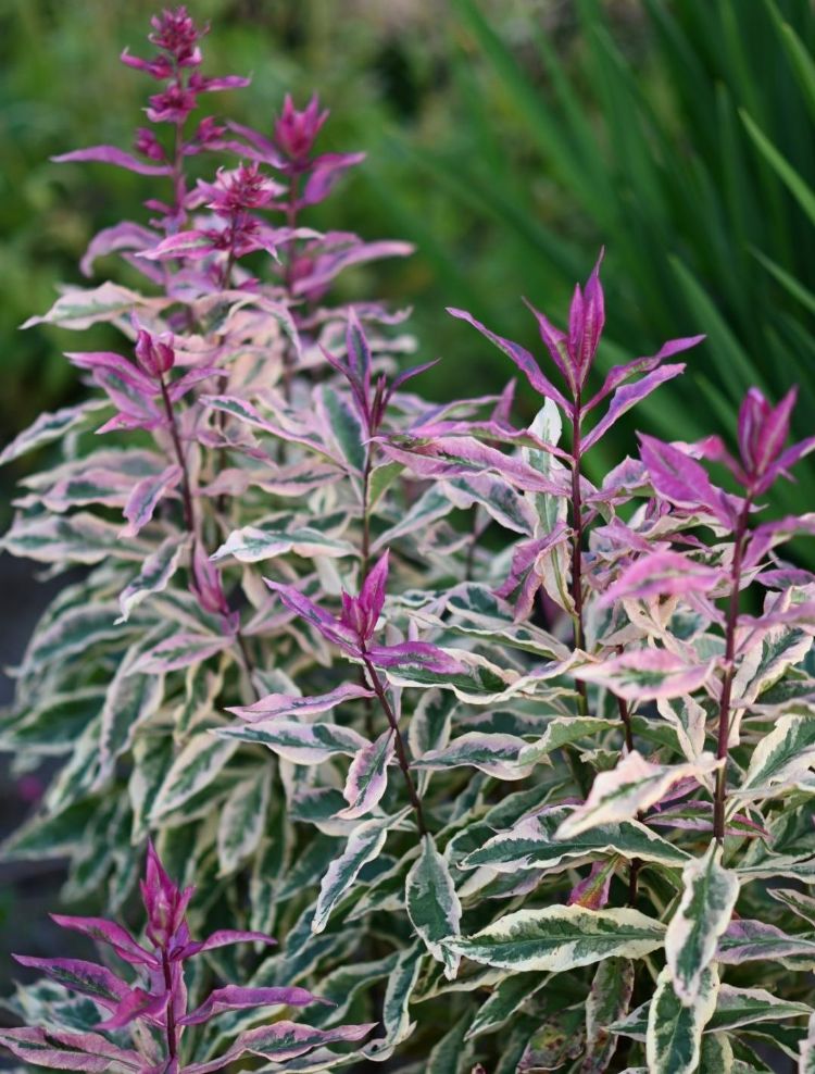 <i>Phlox</i> 'Olympus' (Paniculata Group) <i>Phlox</i> 'Olympus' (Paniculata Group)