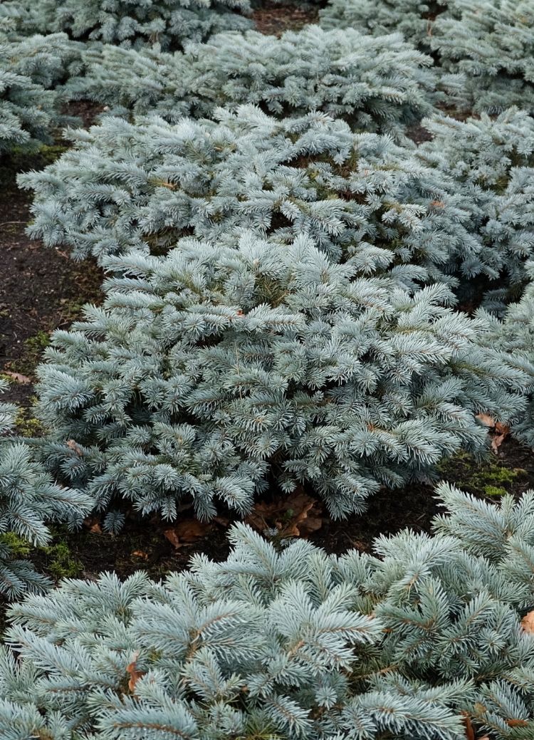 <i>Picea pungens</i> 'Karpaten' <i>Picea pungens</i> 'Karpaten'