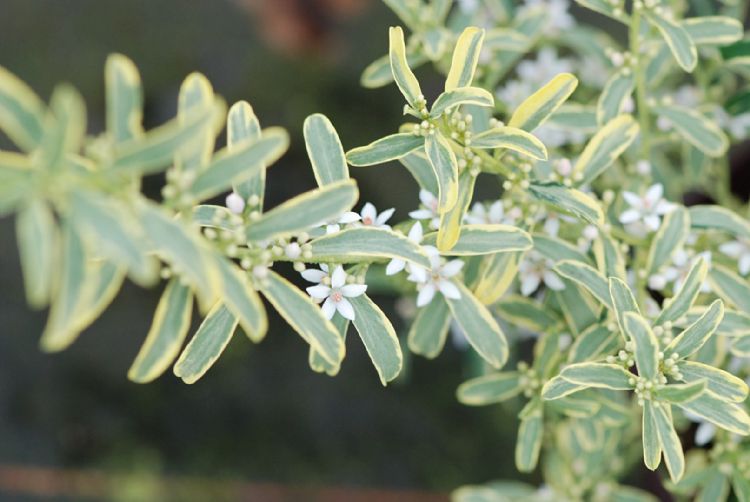 <i>Philotheca myoporoides</i> (Gold Touch) <i>Philotheca myoporoides</i> (Gold Touch)