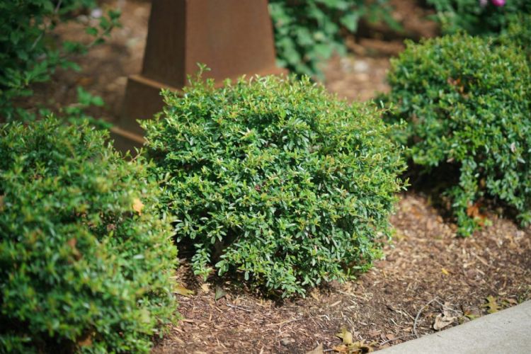 <i>Pyracomeles vilmorinii</i> (Juke Box) <i>Pyracomeles vilmorinii</i> (Juke Box)