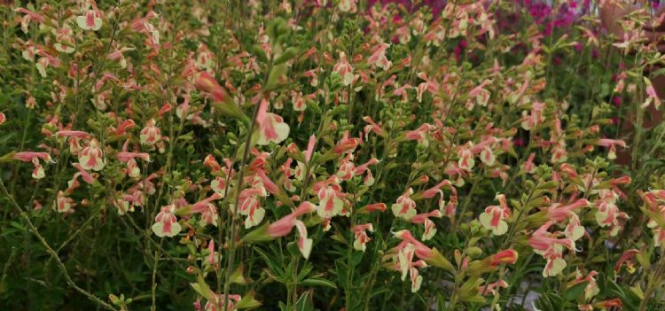 <i>Salvia jamensis</i> (Belle de Loire) <i>Salvia jamensis</i> (Belle de Loire)