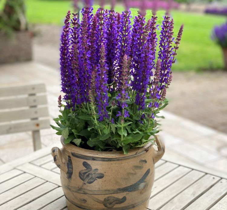 <i>Salvia sylvestris</i> (Rianne Purple) <i>Salvia sylvestris</i> (Rianne Purple)