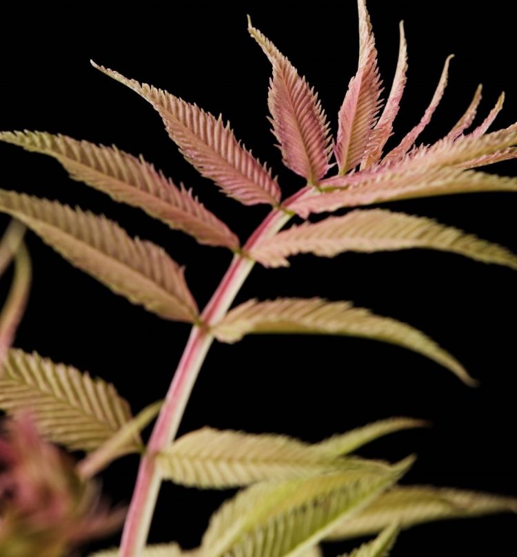 <i>Sorbaria sorbifolia</i> (Magical Cherry On Top) <i>Sorbaria sorbifolia</i> (Magical Cherry On Top)