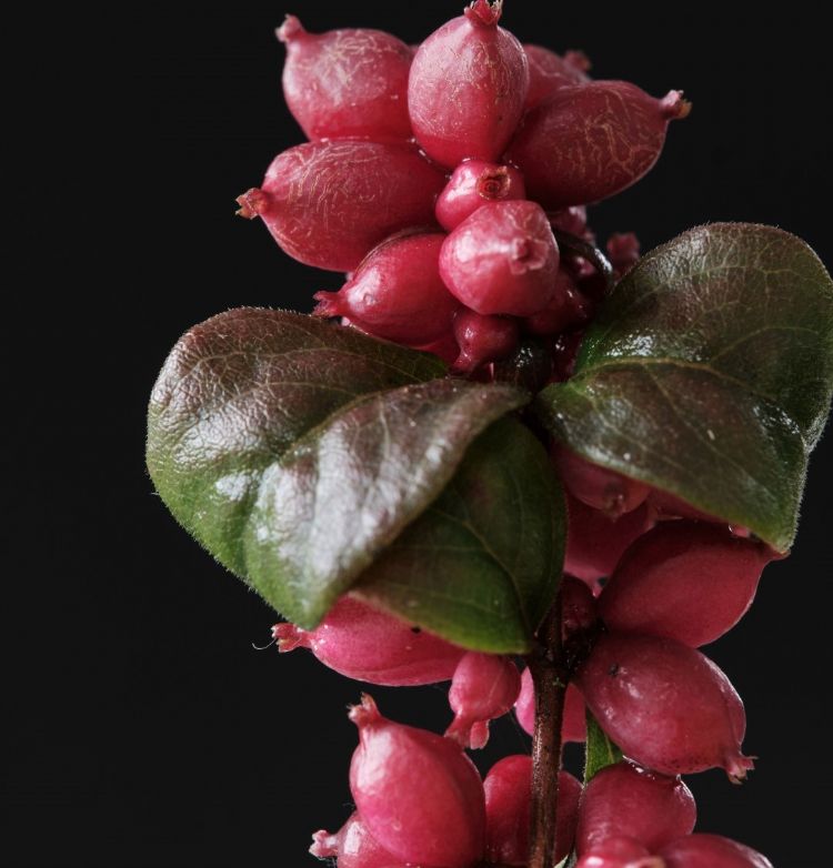 <i>Symphoricarpos orbiculatus</i> (Magical Winter Berry) <i>Symphoricarpos orbiculatus</i> (Magical Winter Berry)