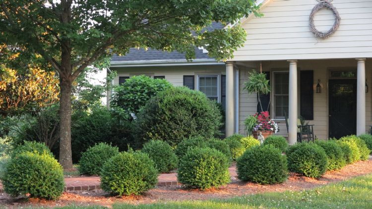 Independence is een blikvanger in deze tuin Independence is een blikvanger in deze tuin