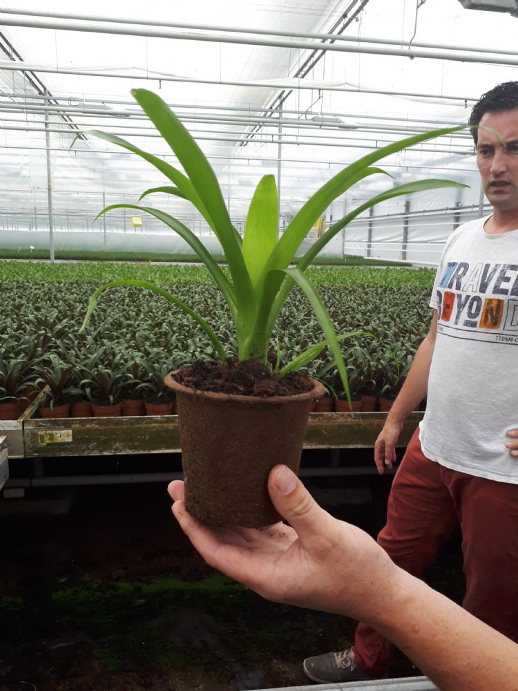 Fertil-potten vallen op door hun natuurlijke uitstraling Fertil-potten vallen op door hun natuurlijke uitstraling