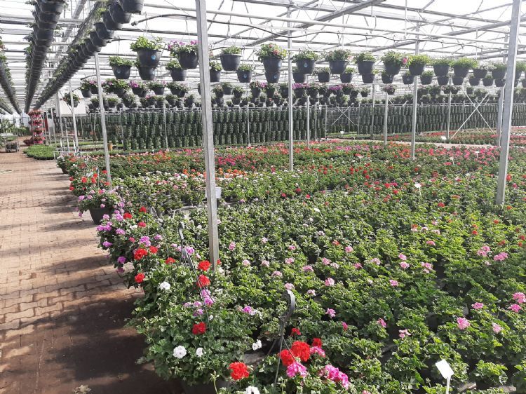 Foliekas van Timmerhuis met zomerbloeiers Foliekas van Timmerhuis met zomerbloeiers