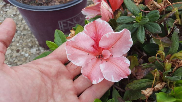 <i>Rhododendron Encore Sunburst</i> ('Roblet') <i>Rhododendron Encore Sunburst</i> ('Roblet')