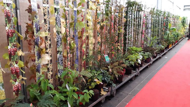 Leen Konijn met een presentatie langs de wand Leen Konijn met een presentatie langs de wand