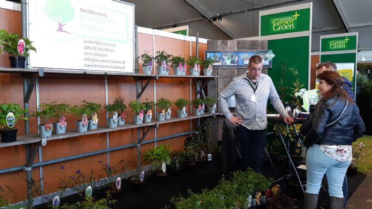 Leenaerts-Halters met onder meer een collectie Hydrangea en Rosa Leenaerts-Halters met onder meer een collectie Hydrangea en Rosa