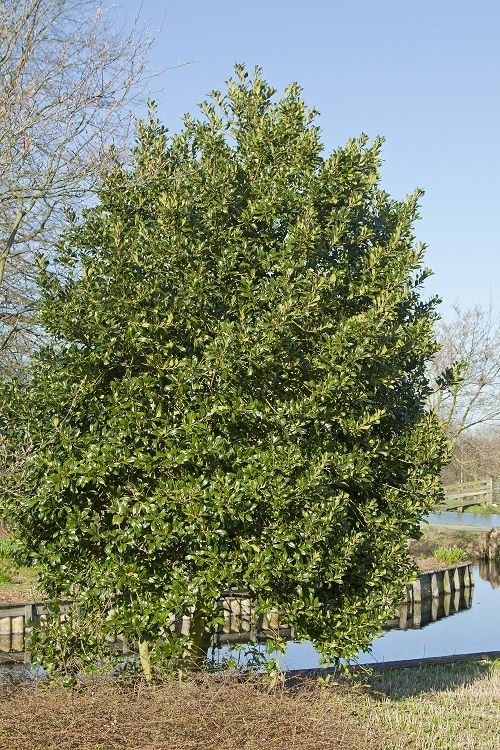 <i>Ilex aquifolium</i> 'Atlas' <i>Ilex aquifolium</i> 'Atlas'